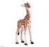 تصویر  Giraffe Calf 381034, تصویر 1