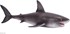 تصویر  Great White Shark 381012, تصویر 1